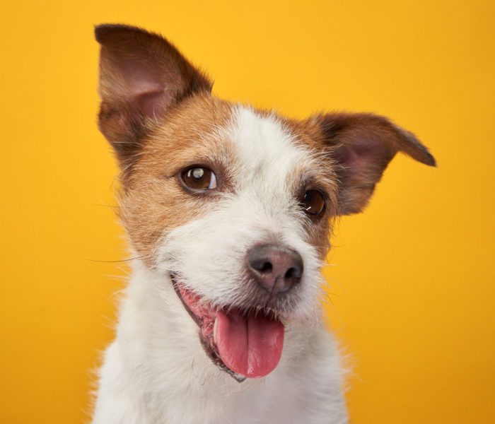 Cute dog on a yellow background. Jack Russell Terrier in studio